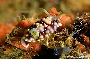Chromodoris geometrica-Wakatobi Pasar wajo jetty-13m-20180602-Denis-ADER-DSC_3365_tn